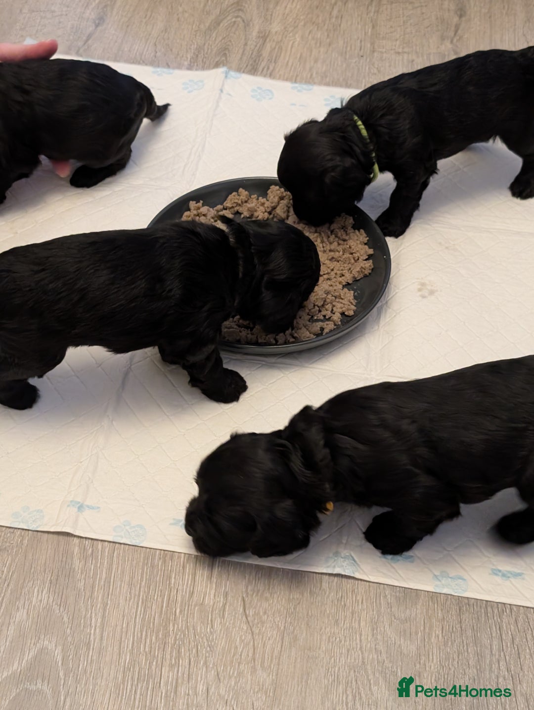 Cockapoo dogs for sale: We have Four Beautiful Cockerpoo Puppies Available - Image 19