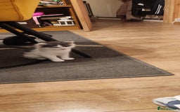 Mixed Breed cats for sale: Amazing kitten's  - Advert 2