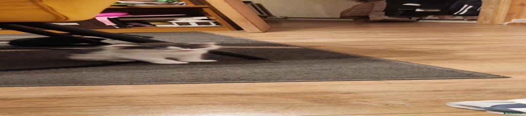 Mixed Breed Kitten 1