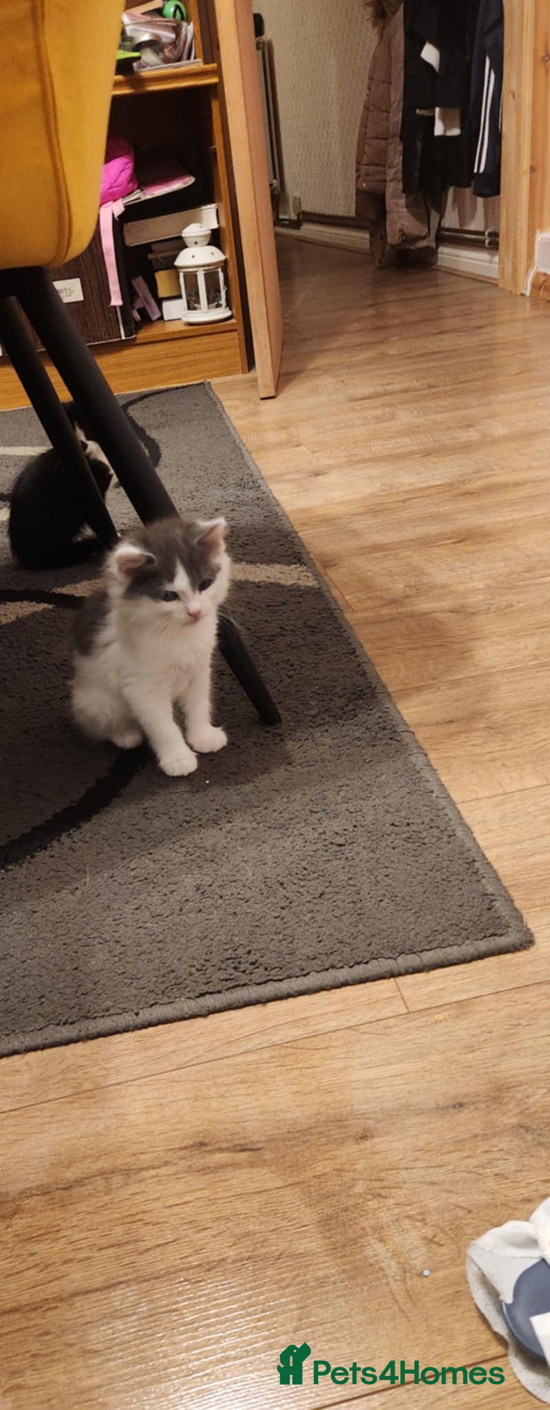 Mixed Breed cats for sale: Amazing kitten's  - Advert 2