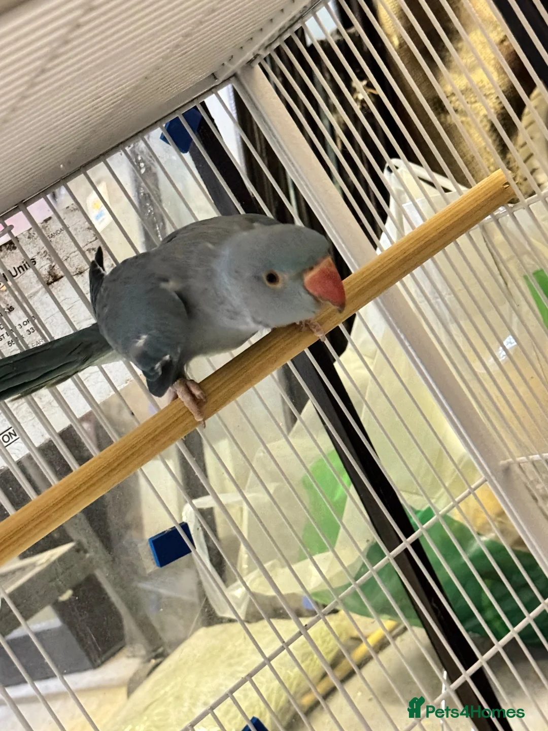 Ringnecks birds for sale: Blue ringneck and alexandrine  baby’s  - Advert 5
