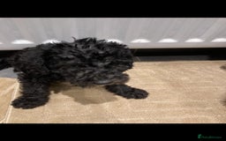 Bedlington Terrier dogs for sale: Bedlington terrier  - Advert 4