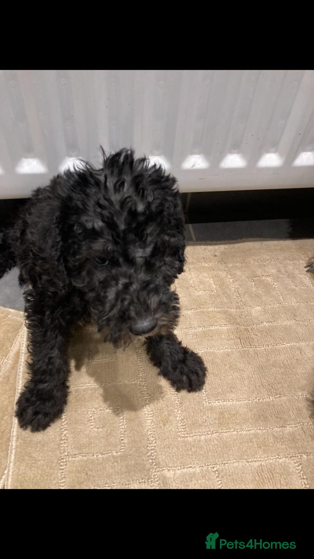 Bedlington Terrier dogs for sale: Bedlington terrier  - Advert 4