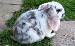 Mini Lop rabbits for sale: Gorgeous Mini Lop X French Bunnies Ready to Go! - Image 30