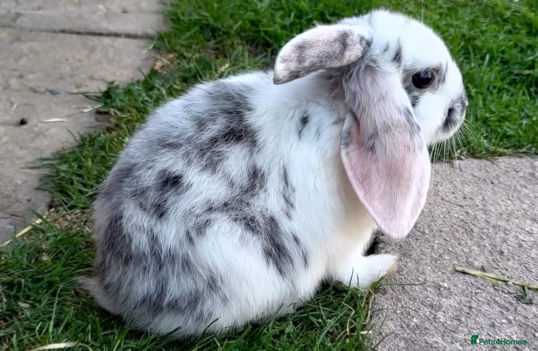 Mini Lop rabbits for sale: Gorgeous Mini Lop X French Bunnies Ready to Go! - Image 30