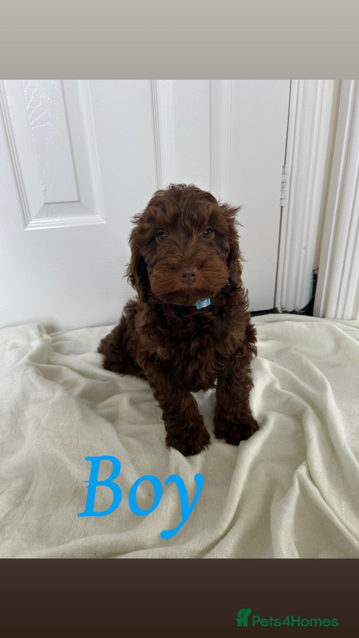 Cockapoo dogs F1 cockapoo puppies  - Advert 5