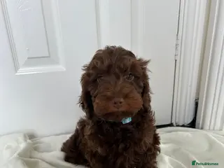 Cockapoo dogs F1 cockapoo puppies - Advert 5