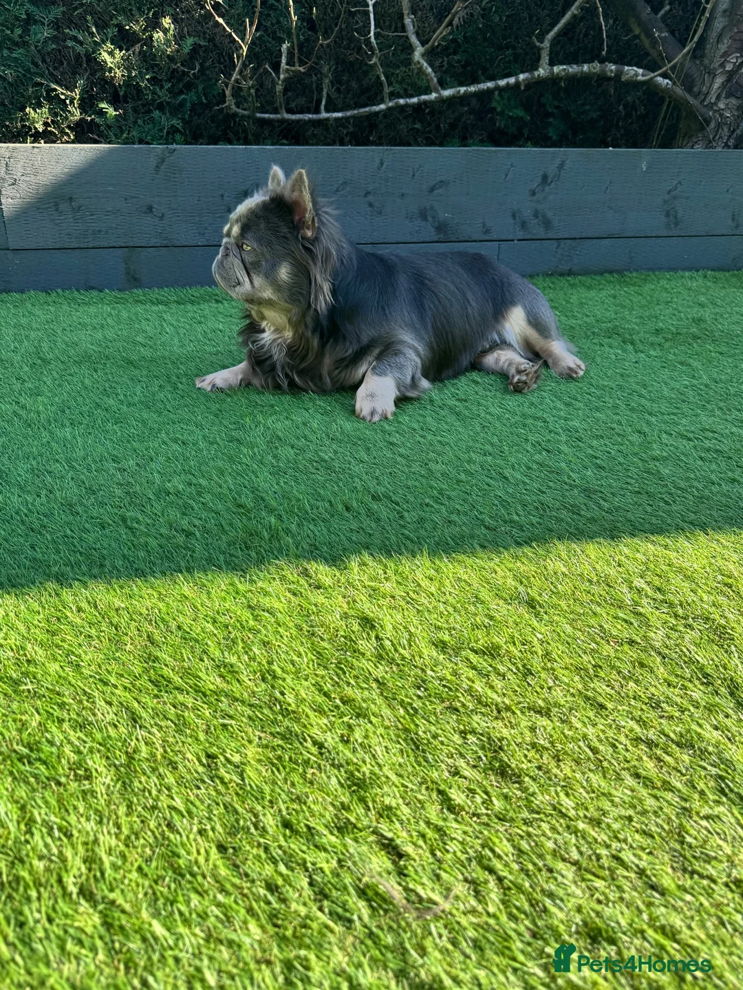 French Bulldog dogs for sale: Five unique fluffy carrier puppies ✔️ 🏠 🧬  - Advert 24