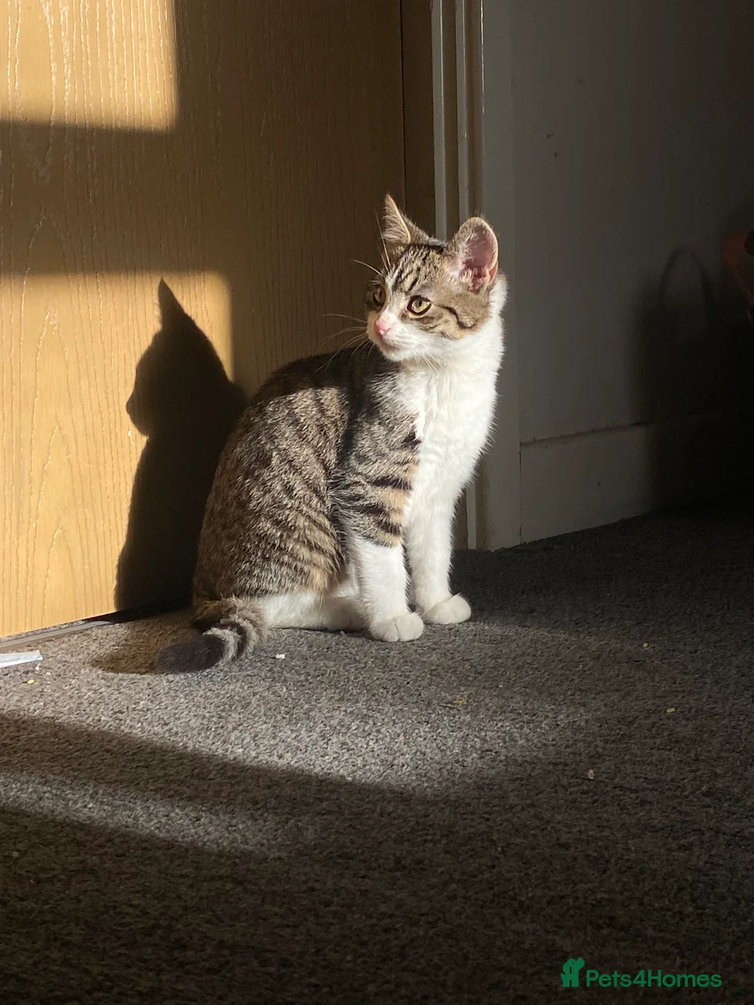 Mixed Breed cats for sale: Two male kittens need a new home in Walsall - Advert 5