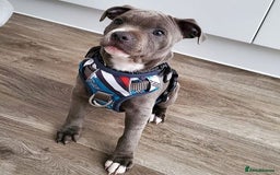 Staffordshire Bull Terrier dogs for sale: KC Reg Blue Staffordshire Bull Terrier Puppies - Image 1