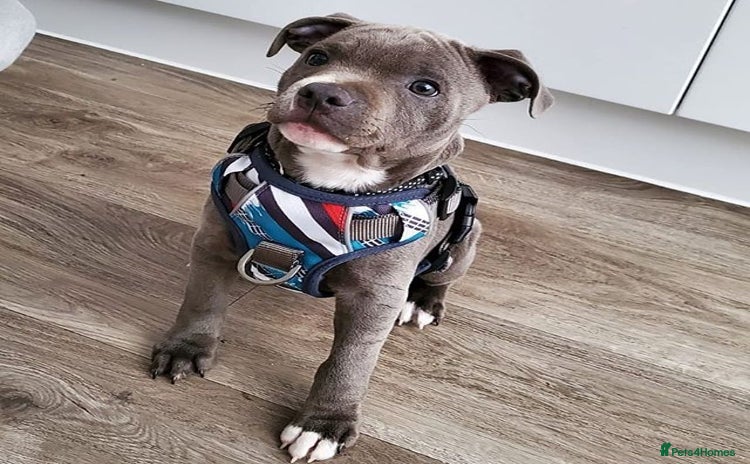 Staffordshire Bull Terrier dogs - Advert 4