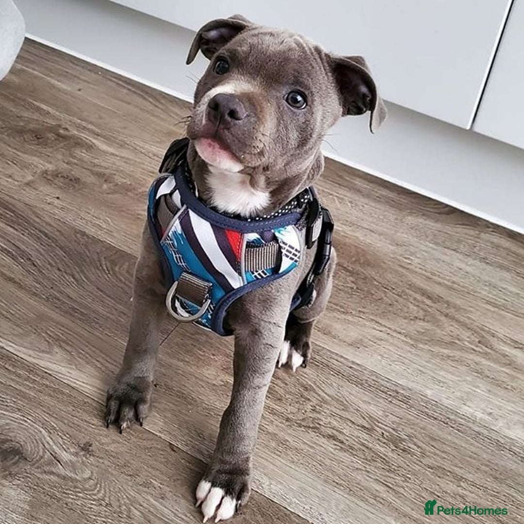 Staffordshire Bull Terrier dogs for sale: KC Reg Blue Staffordshire Bull Terrier Puppies - Image 1