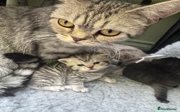 Scottish Fold cats for sale: Scottish fold/ Scottish striaght BSH kittens  - Image 11