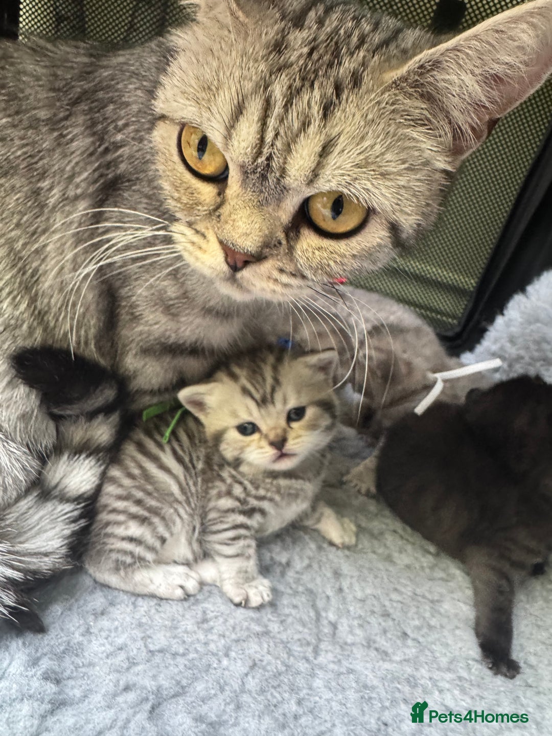 Scottish Fold cats for sale: Scottish fold/ Scottish striaght BSH kittens  - Image 11