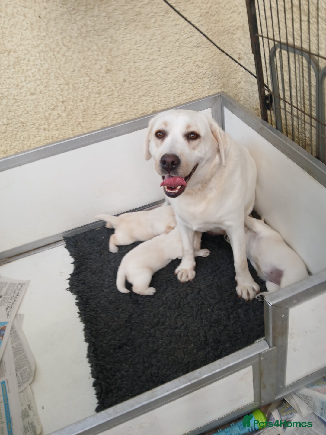 Labrador Retriever dogs for sale: Top quality yellow girls - Image 5