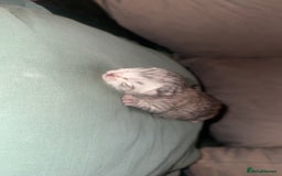 Maine Coon cats for sale: Maine coon x British short haired - Image 2