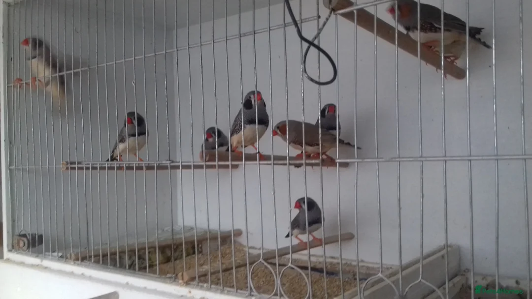Finches birds for sale: zebra finch - Advert 2