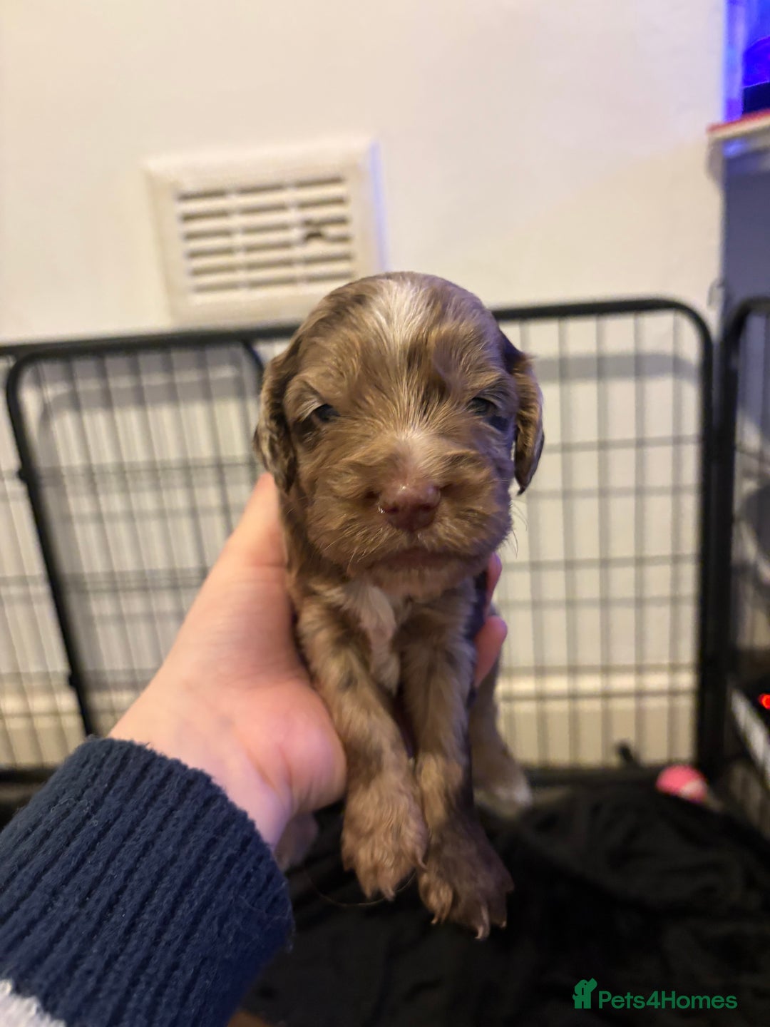 Cocker Spaniel dogs for sale: FEMALE CHOC WORKING COCKER LEFT! - Advert 15