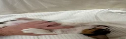 Jack Russell dogs for sale: Full Jack tussle pups  in Middlesbrough - Advert 5