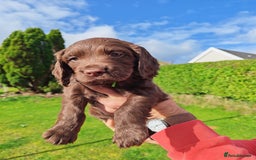Sprocker dogs for sale: Adorable, well-socialised Sprocker Spaniel puppies - Image 23