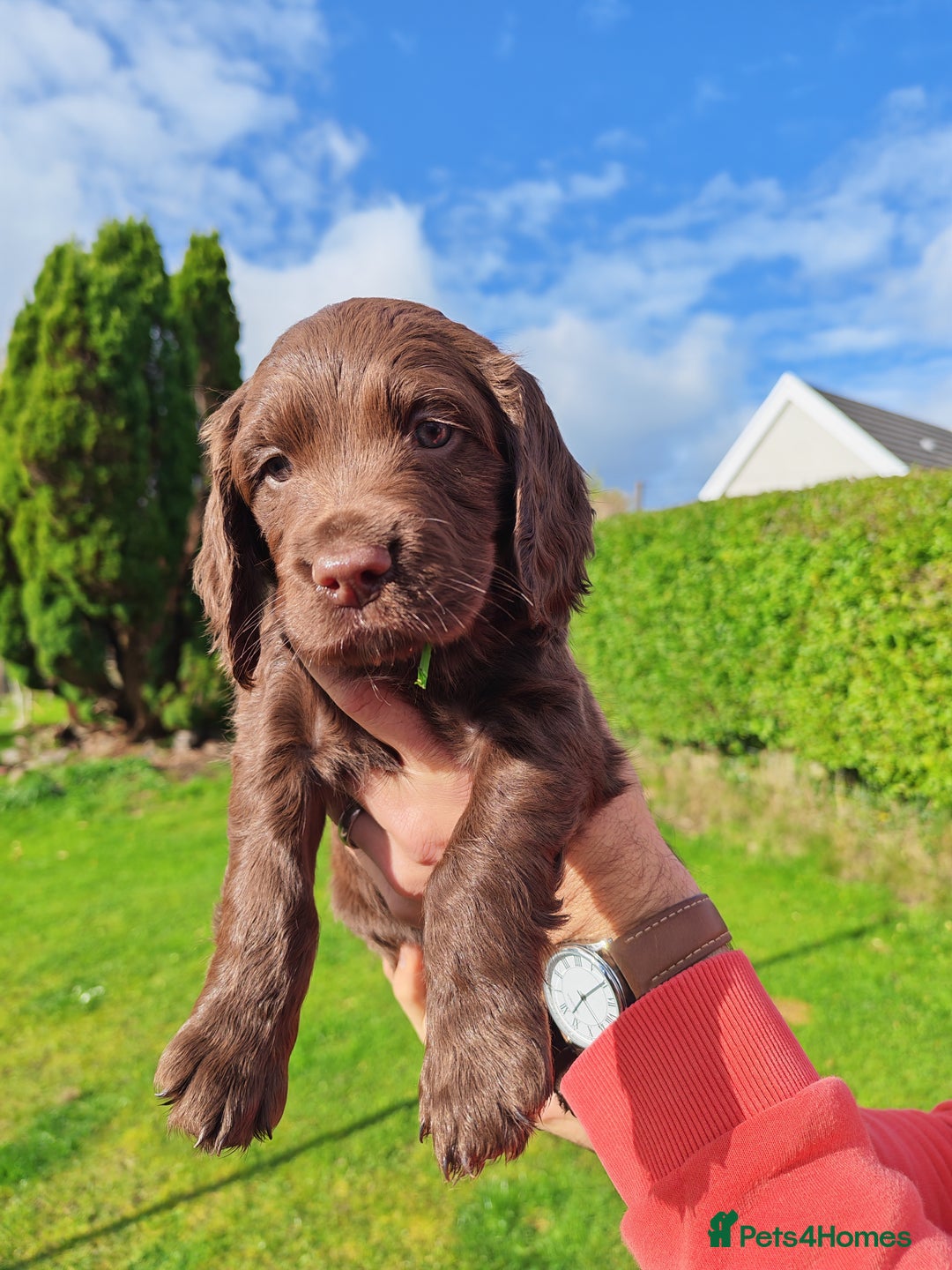 Sprocker dogs for sale: Adorable, well-socialised Sprocker Spaniel puppies - Image 23