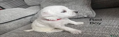 Maltese 2