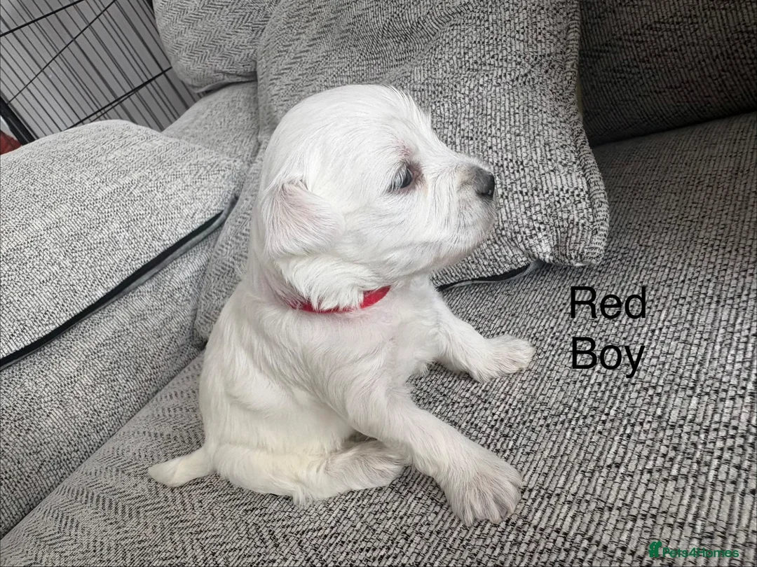 Maltese dogs for sale: Maltese puppies - Advert 2