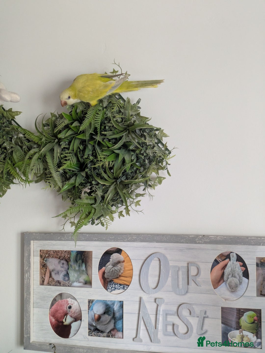 Parakeets birds for sale: Males and females DNA tested Quaker parrots babies - Advert 16