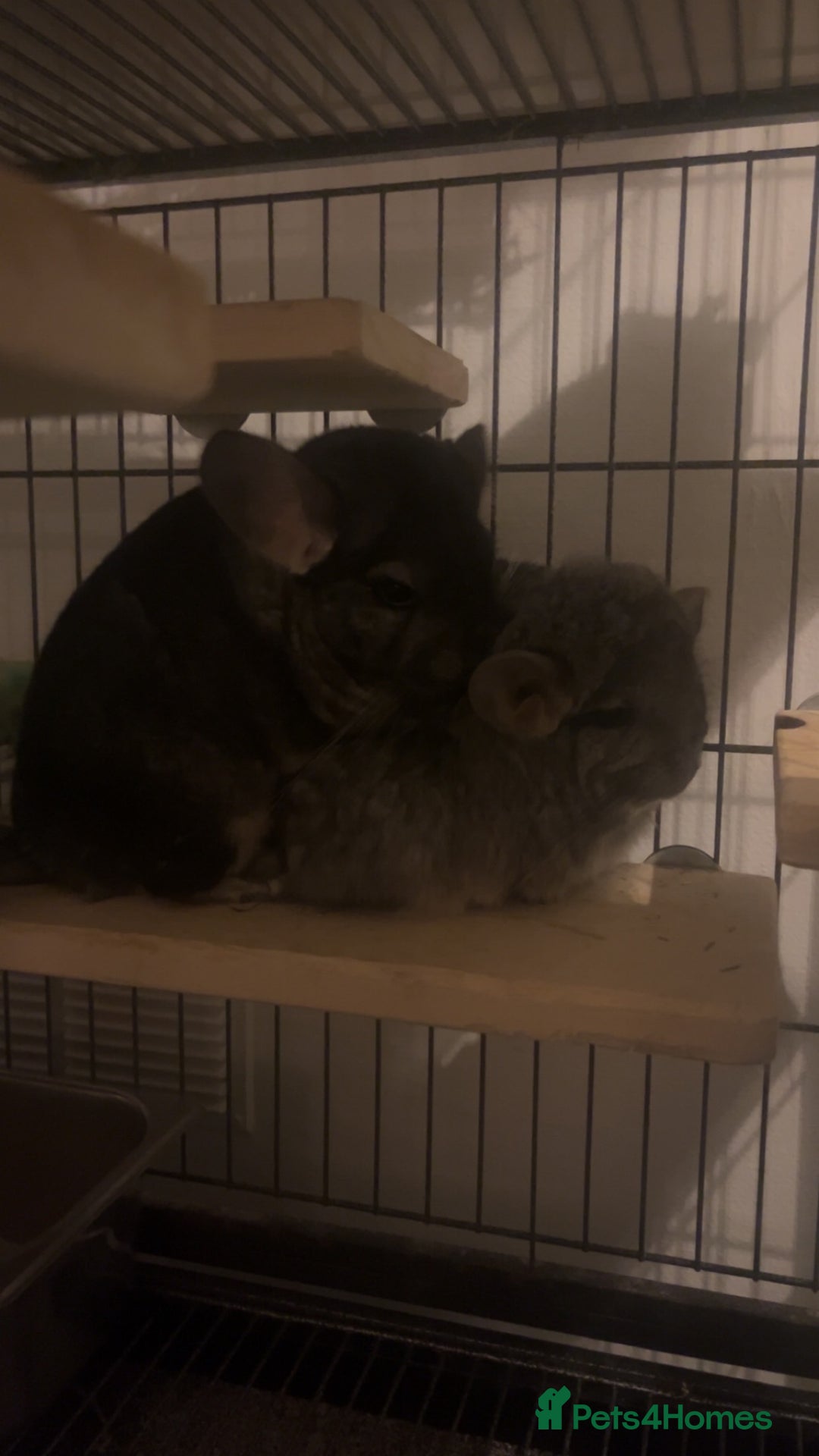 Chinchilla rodents for sale: Male Chinchilla pair with ferret nation cage - Advert 5