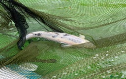 Koi Carp fish for sale: 5 large pond fish - Image 2