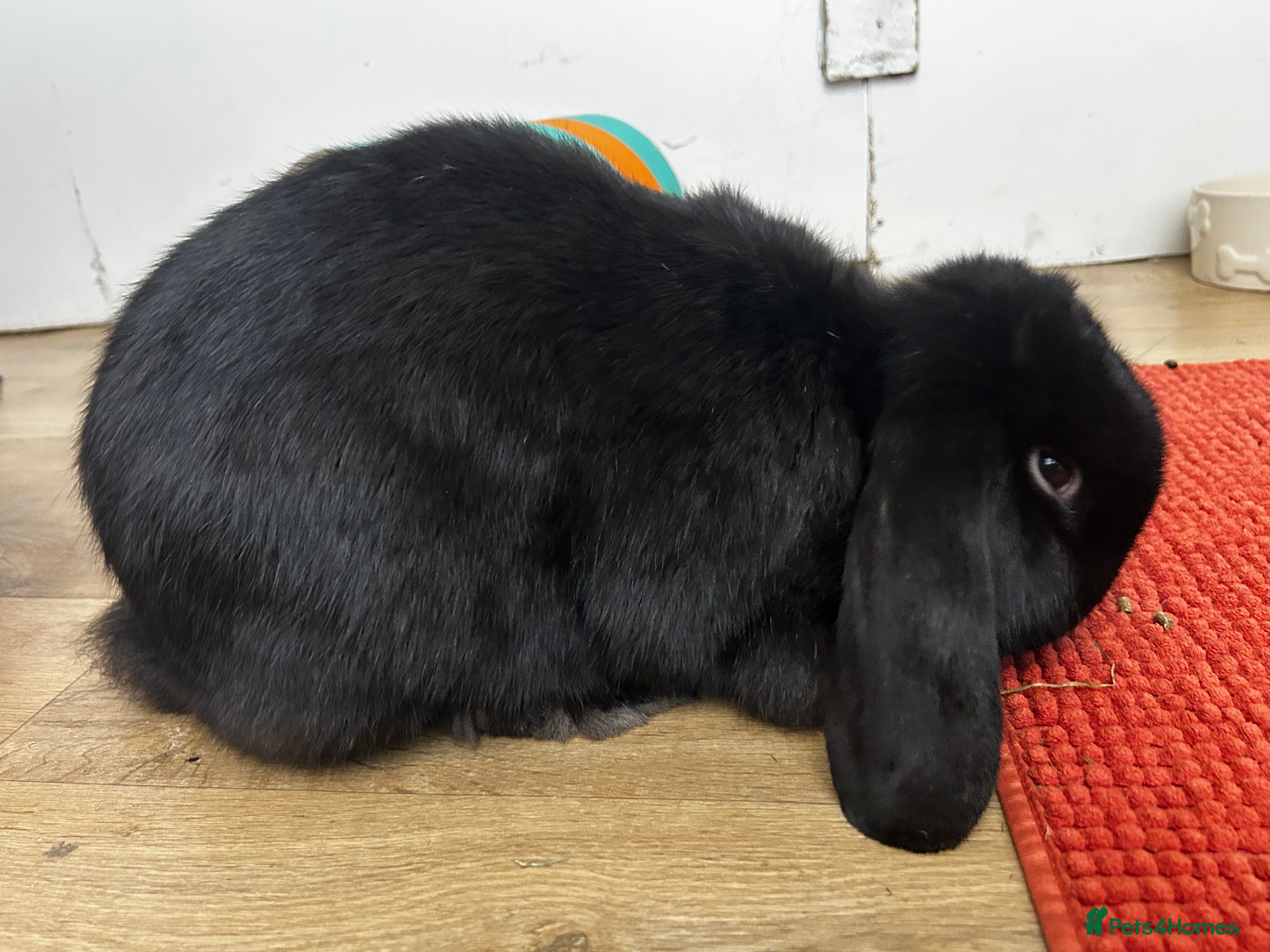 French Lop rabbits 11 month old French lop doe  - Advert 6