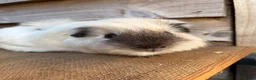 Guinea Pig rodents for sale: Handsome boars  - Advert 4