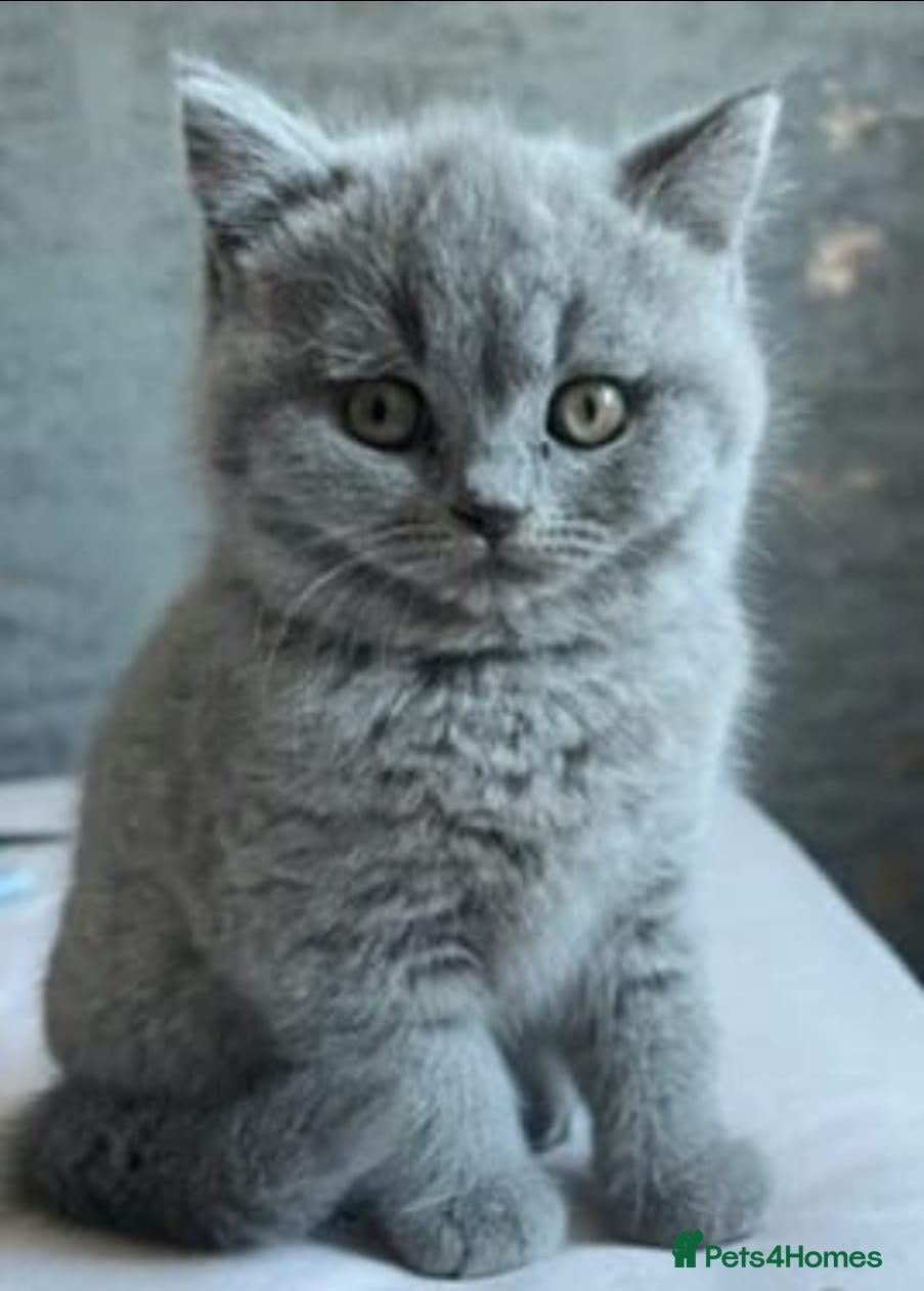 British Shorthair cats BRITISH SHORTHAIR KITTENS READY 1ST OF MAY 2026 - Advert 1