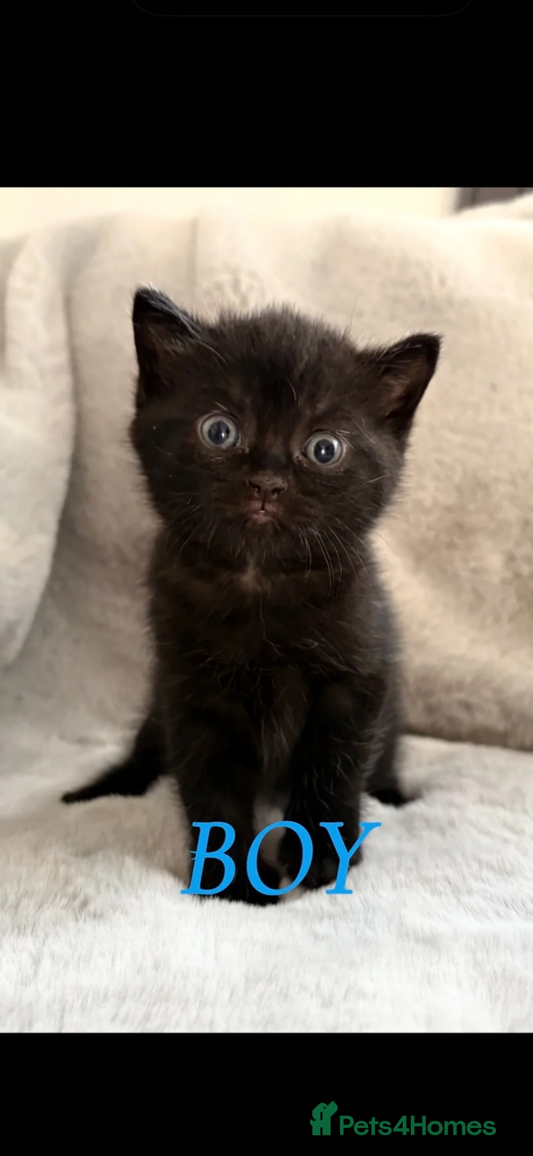 Mixed Breed cats for sale: British short hair cross boy in Newport - Advert 2
