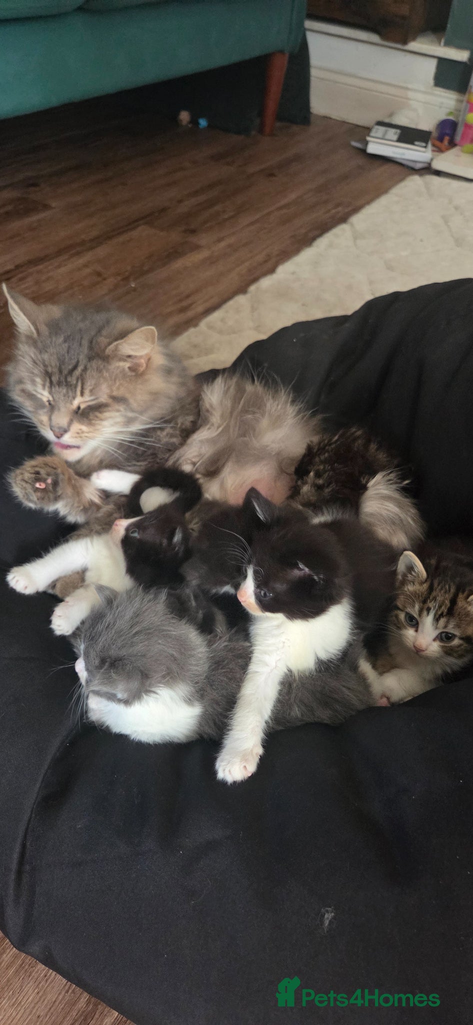 Mixed Breed cats Kittens for sale - Advert 2