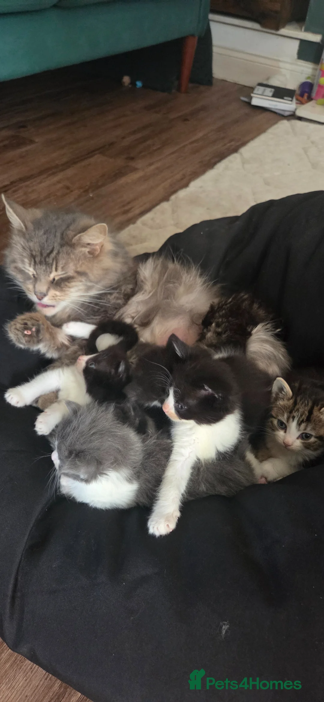 Mixed Breed cats for sale: Kittens for sale - Advert 1