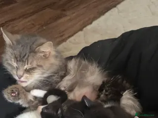 Mixed Breed cats Kittens for sale - Advert 2