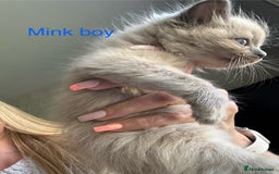 Ragdoll cats for sale: Ragdoll Kittens Ready Now. Mink - Image 5