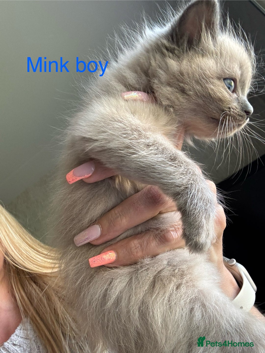 Ragdoll cats for sale: Ragdoll Kittens Ready Now. Mink - Image 5