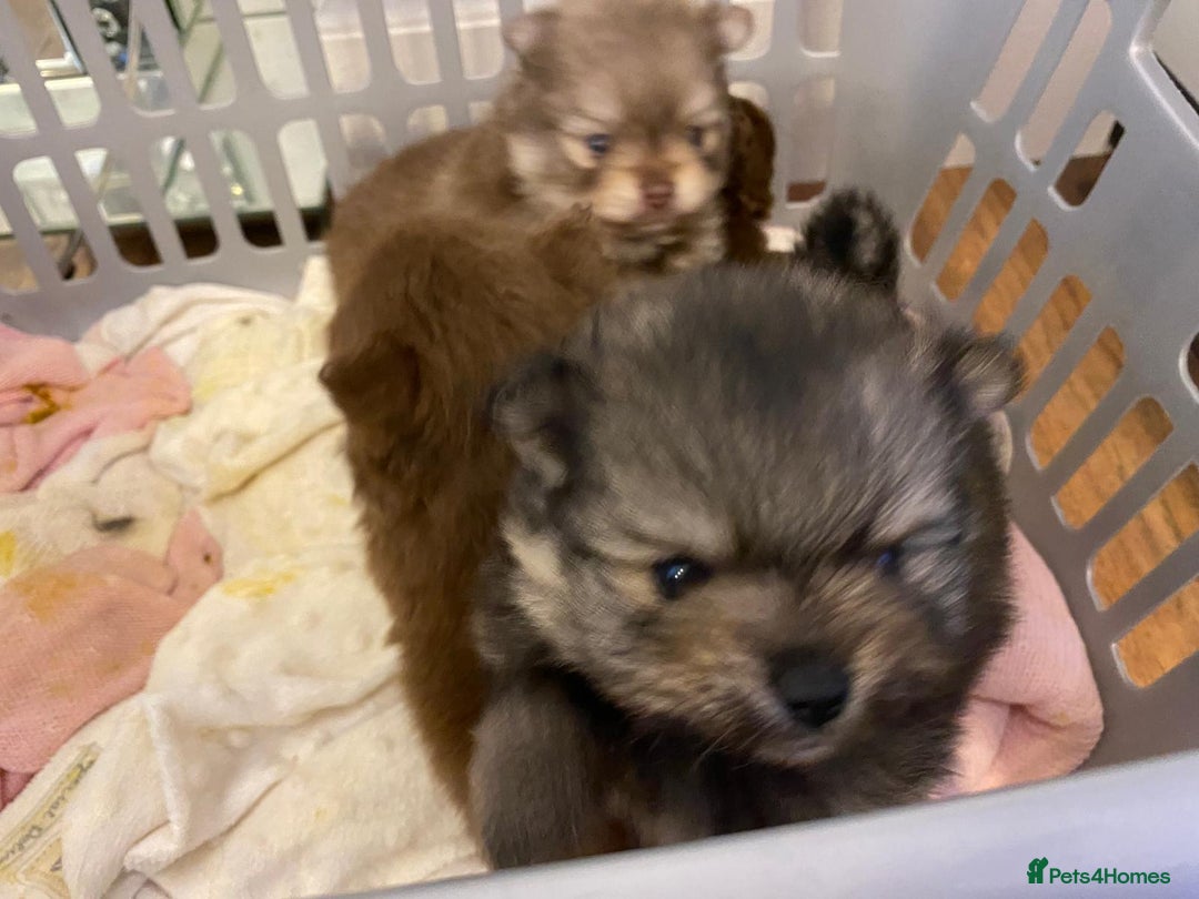 Pomeranian dogs for sale: GORGEOUS POMERANIAN PUPPIES  - Image 9