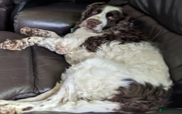 English Springer Spaniel dogs for sale: Liver/whitee Springer Spaniels - Image 8