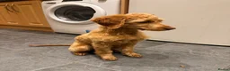 Cockapoo dogs for sale: 4 month old cockapoo male in Turriff - Advert 3