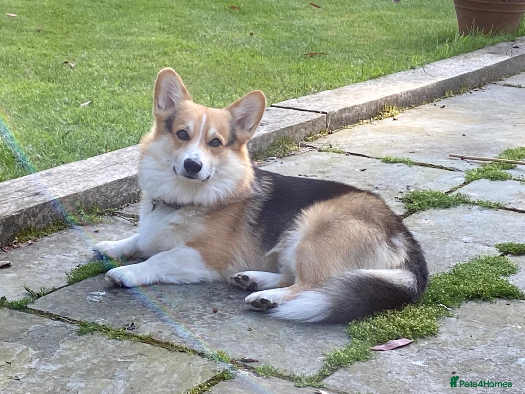 Welsh Corgi Pembroke dogs for stud: Proven Welsh Pembroke Corgi Stud  - Advert 2