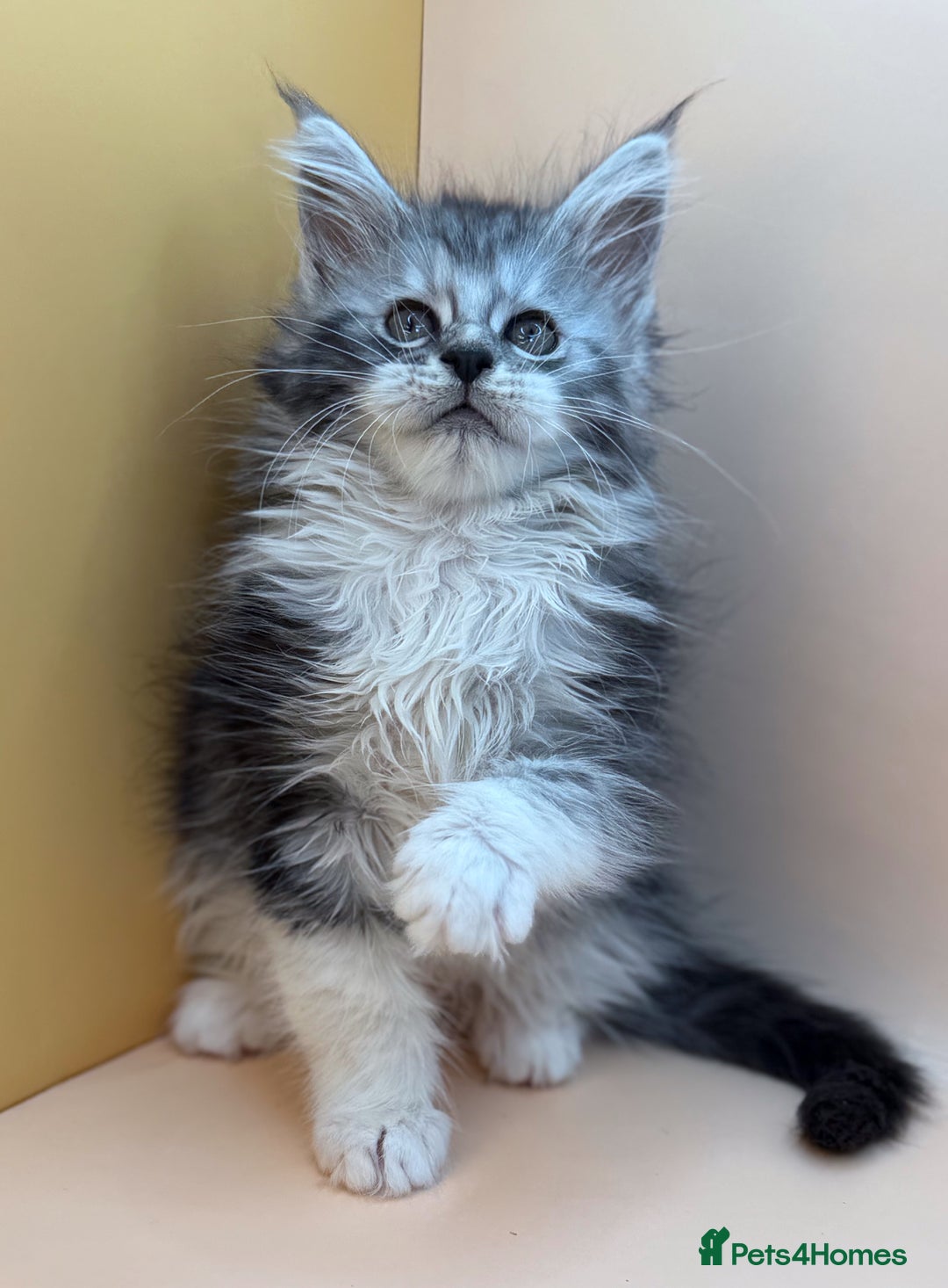Maine Coon cats for sale: Maine Coons with Tests, Papers, Vet Checks & Vacc. - Advert 23