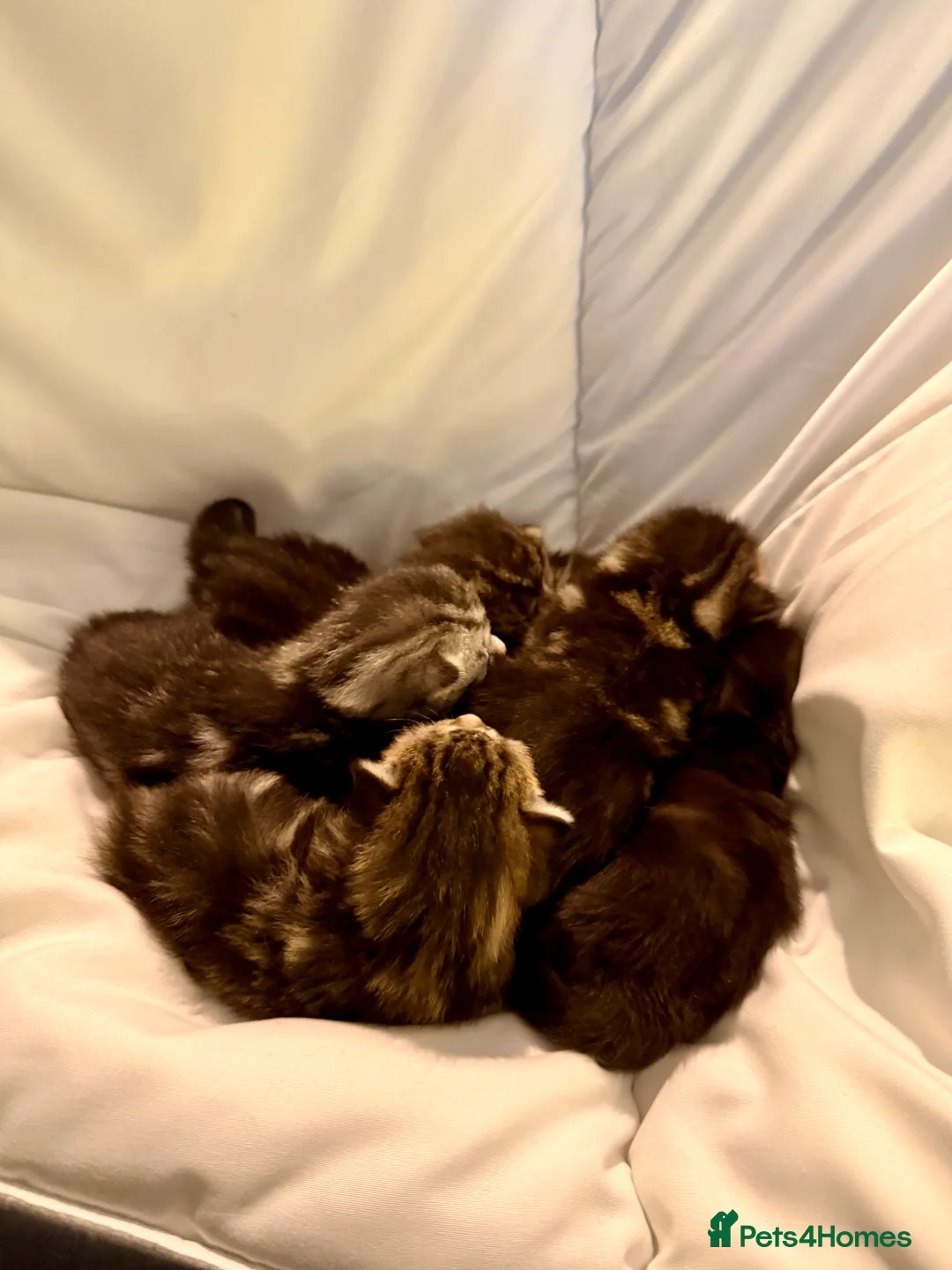 Maine Coon cats for sale: Gorgeous Fluffy Maine Coon Kittens  - Advert 21