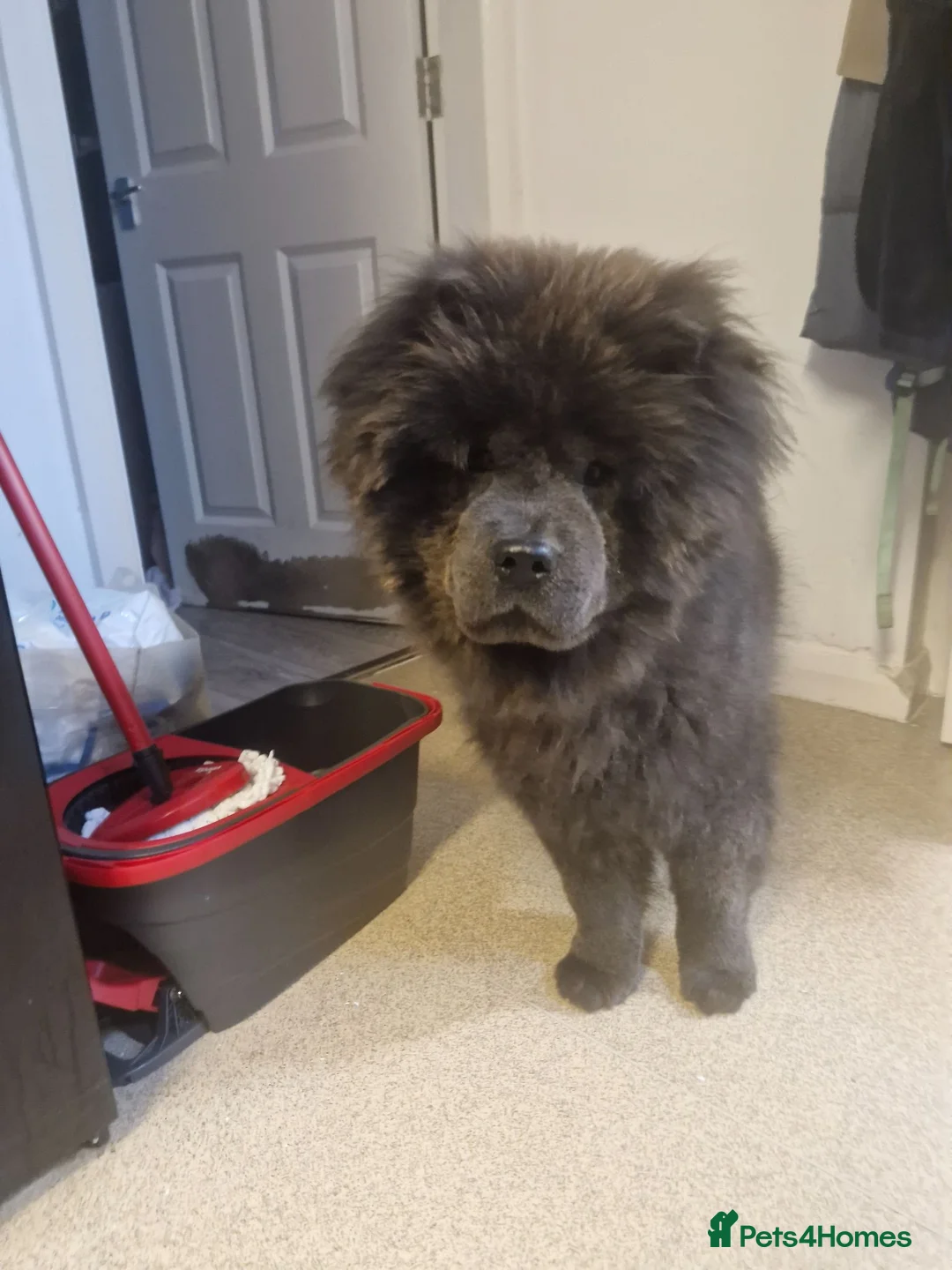 Chow Chow dogs for sale: Blue chow chow for sale - Advert 2