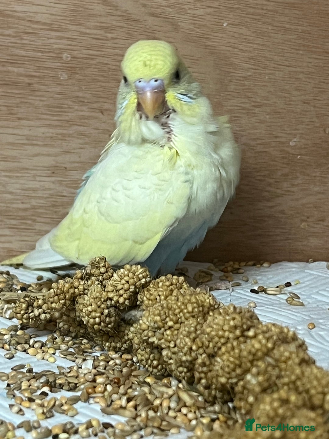 Budgerigars birds for sale: Hand Tame Budgie Chicks Ready January  - Advert 3