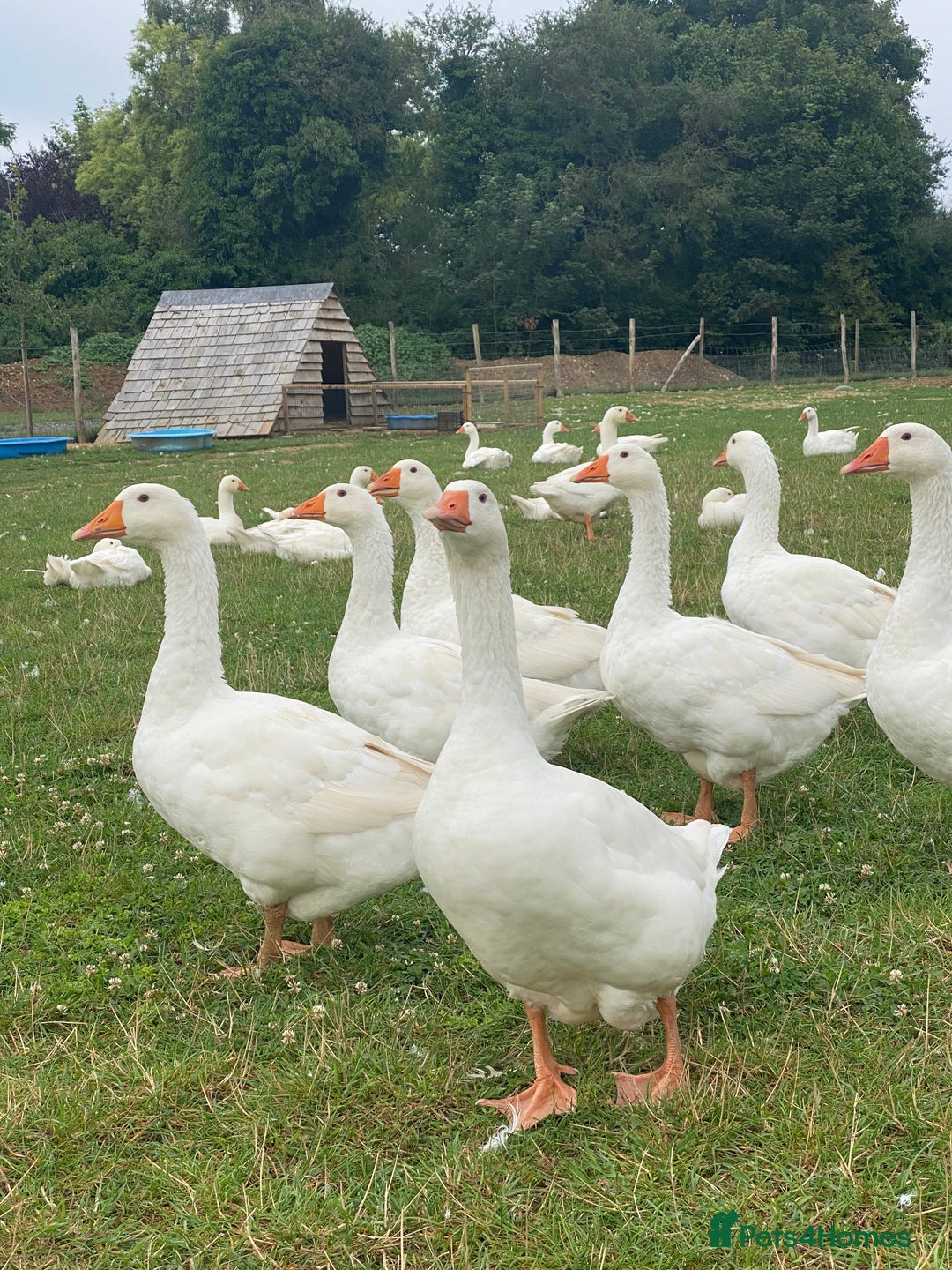 Geese poultry for sale: Embden Geese - Image 3