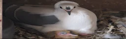 Pigeons birds for sale: Beautiful Quality Pigeons Healthy & Well Cared For - Advert 30