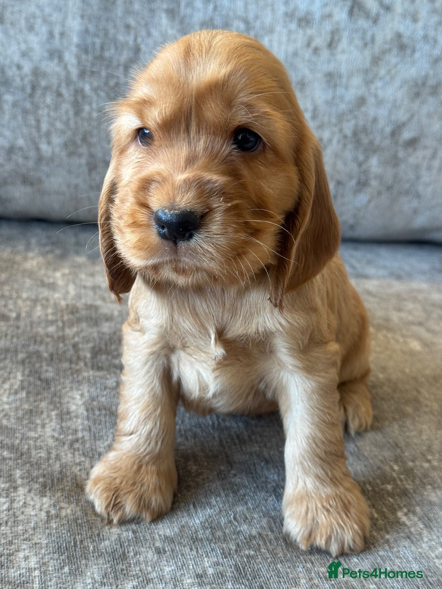 Cocker Spaniel dogs ❤️TRUE SHOW TYPE DNA TESTED CLEAR PARENTS KC REG❤️ - Advert 12